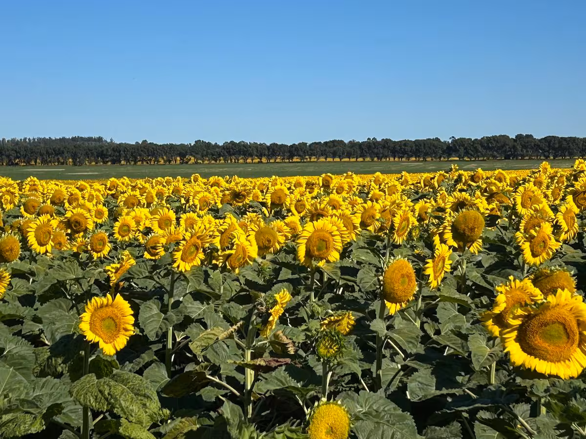 Es buen momento para cambiar girasol por insumos agrícolas