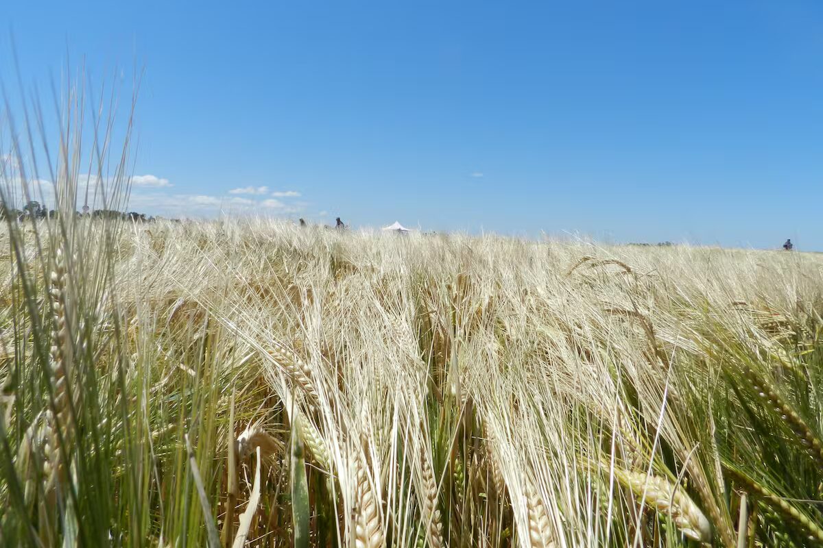 Prevén buenos rindes en la cosecha de cebada del sur bonaerense