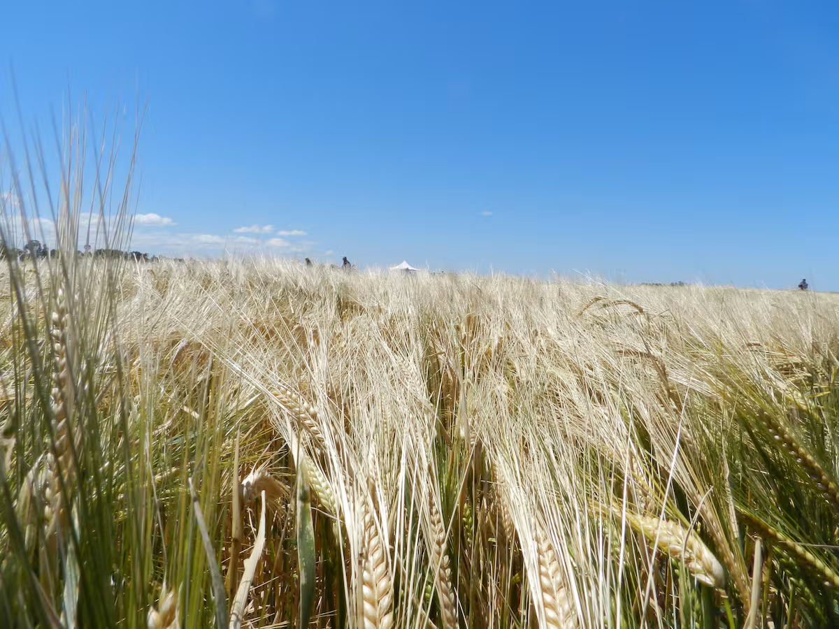 Prevén buenos rindes en la cosecha de cebada del sur bonaerense
