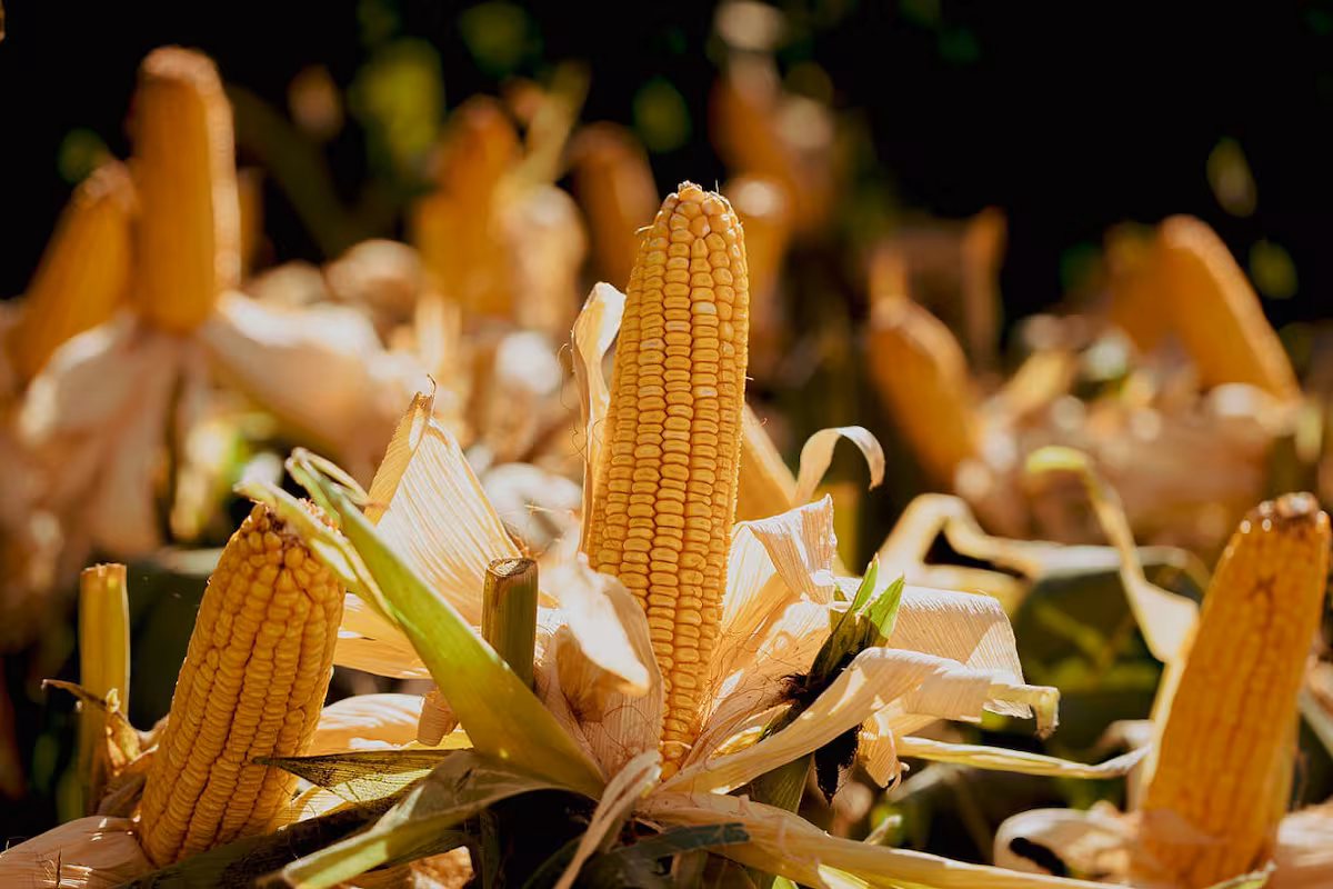 Tips imperdibles para seguir adelante con la siembra de maíz