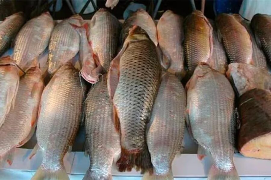 Una provincia prohibió acopio y exportación de pescado de río por un año