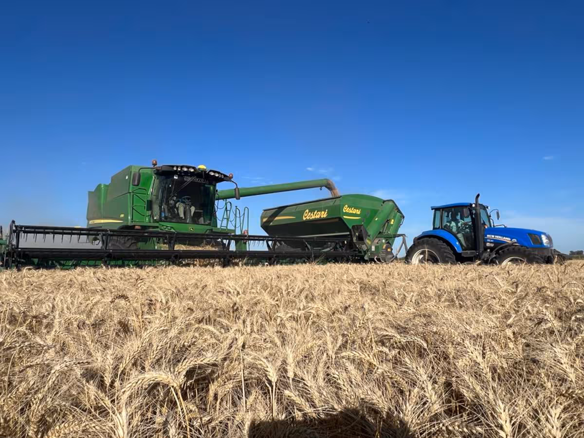 Una gran cosecha de trigo abre interrogantes sobre el futuro de los precios