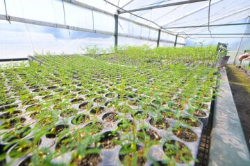 Una provincia reparte 100.000 árboles autóctonos rumbo a una meta ambiciosa