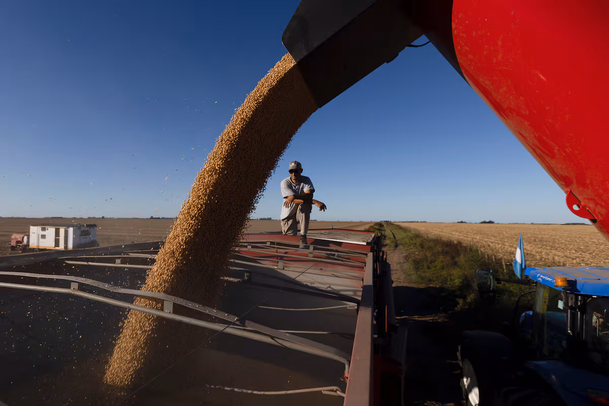 Soja Argentina sin vender se valorizó hasta US$375 millones tras máximo en Chicago en 16 meses