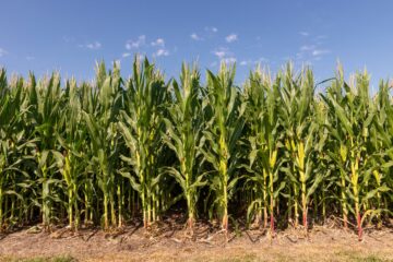 Cómo se perfila el negocio para la campaña de granos gruesos 2025/26