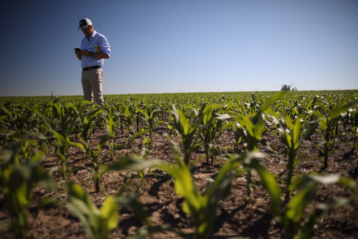El maíz requiere políticas y planes para impulsar el despegue necesario