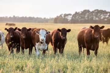 Cómo hacer plata con las vacas: estrategias para rentabilizar una explotación ganadera