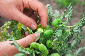 Conflicto entre productores del norte y un organismo oficial se recrudeció