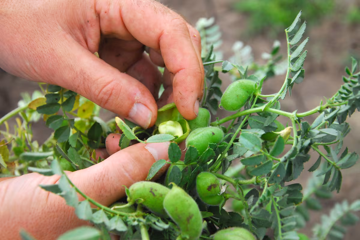 Conflicto entre productores del norte y un organismo oficial se recrudeció