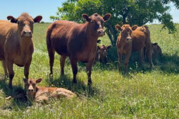 El Gobierno reglamentó la identificación electrónica del ganado a partir de 2026