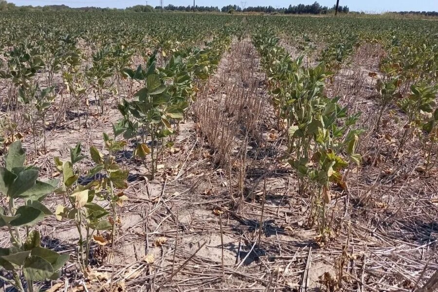 El Gobierno declaró la emergencia agropecuaria en Buenos Aires, Entre Ríos y Río Negro