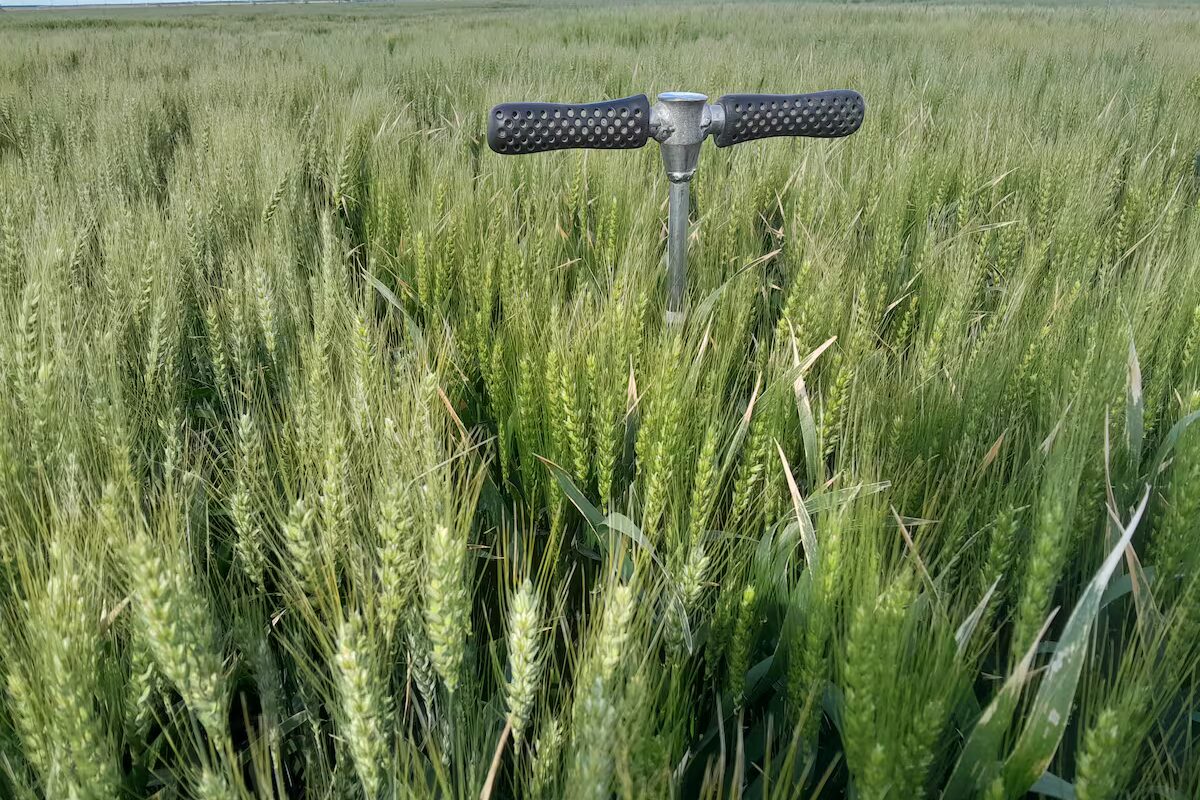 Sorpresa por un cultivo detectado en dos zonas extremas del país