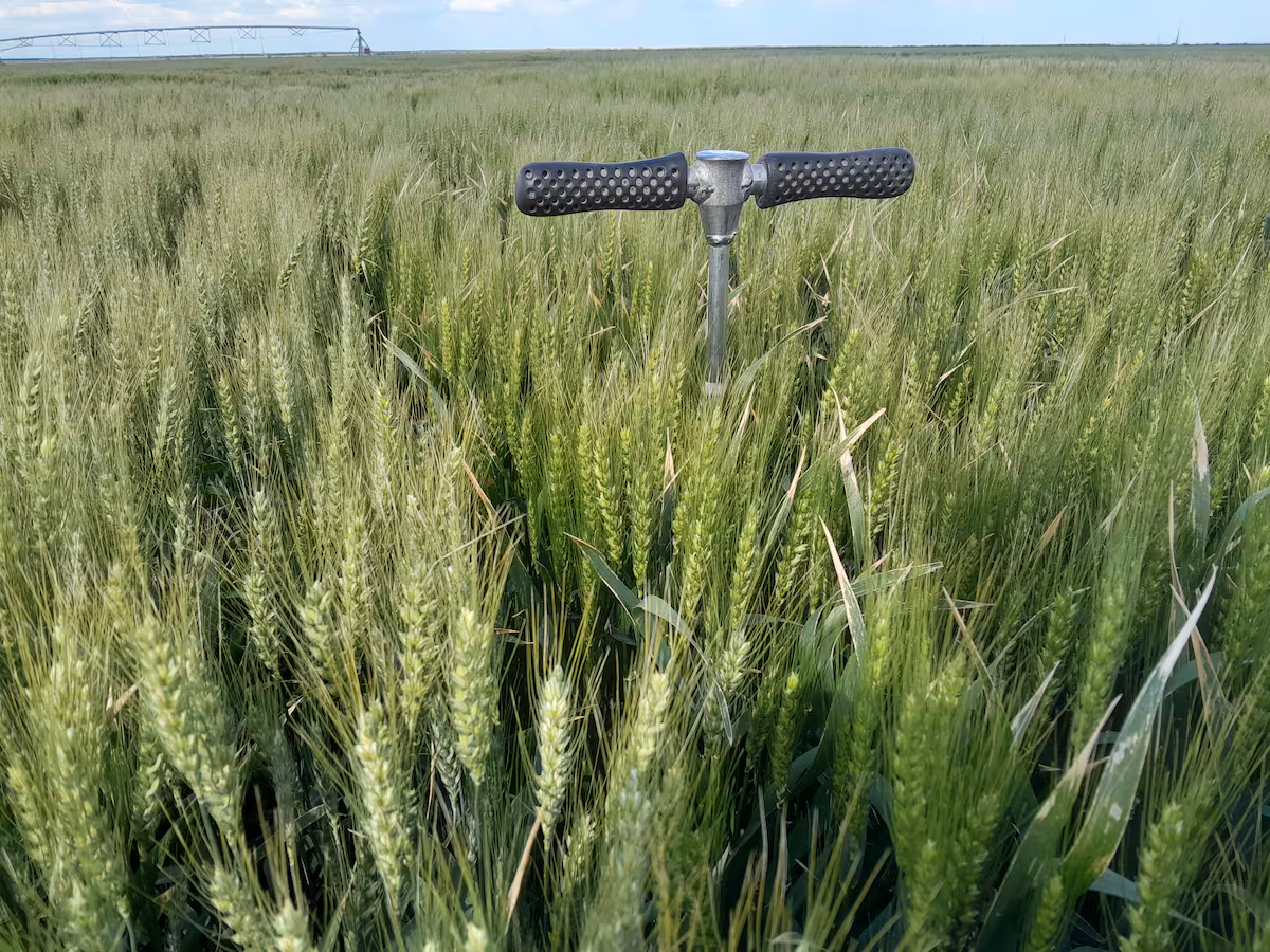 Sorpresa por un cultivo detectado en dos zonas extremas del país