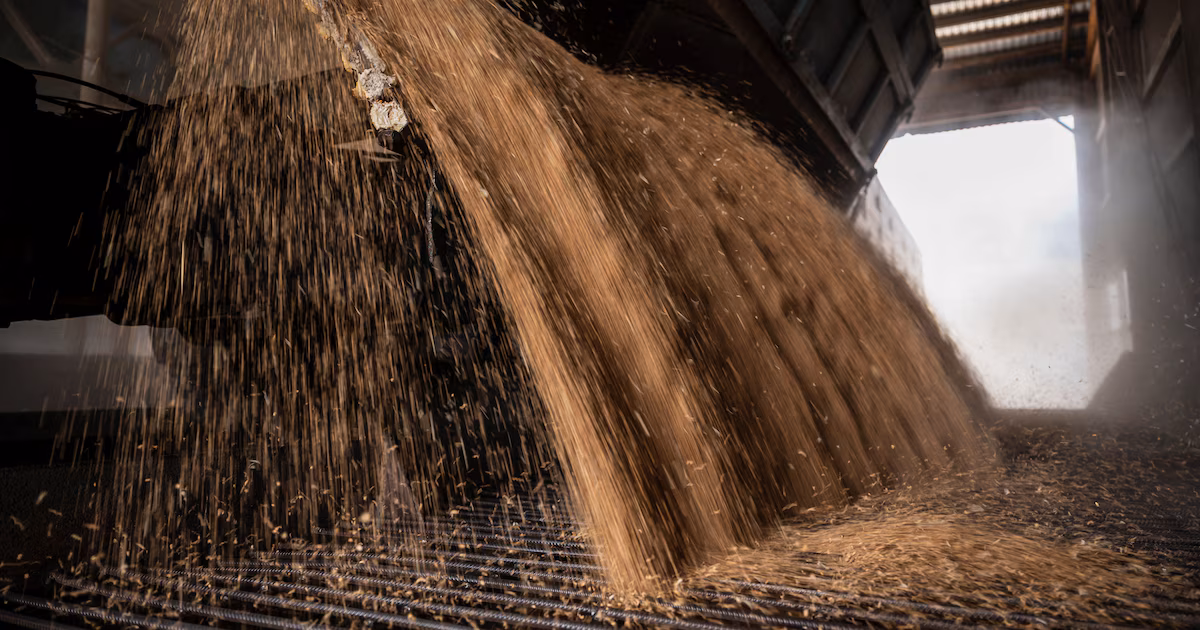 Exportación de trigo en diciembre, la más alta en 20 años; Brasil deja el podio y tres mercados asiáticos lideran