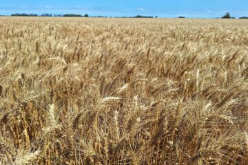 La campaña de trigo sigue impresionando: ahora estiman que se producirán 27,7 millones de toneladas