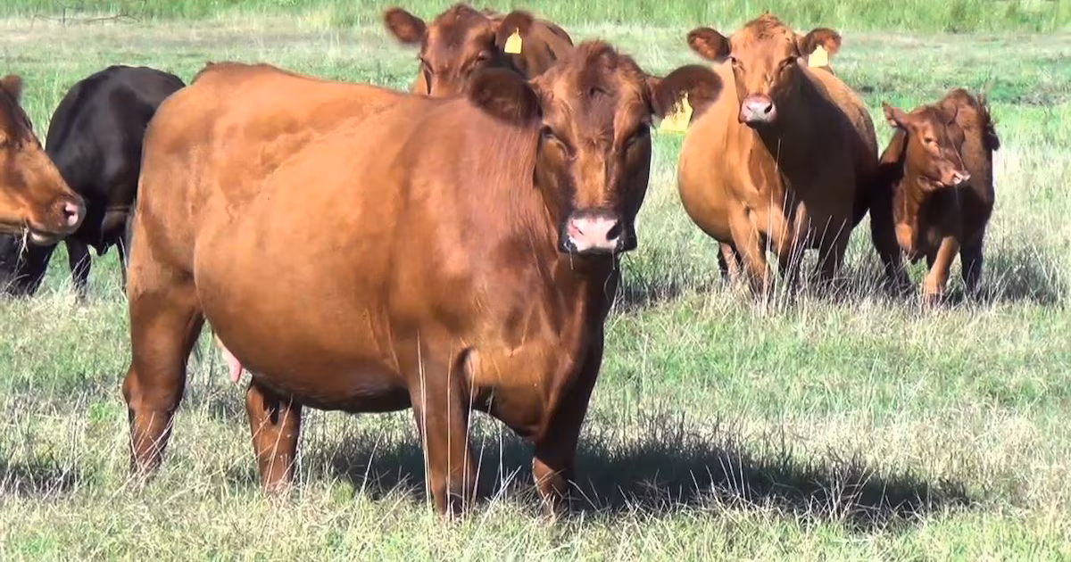 10 razones de la suba del precio de la carne y por qué, para la Sociedad Rural, es un ciclo que recién empieza