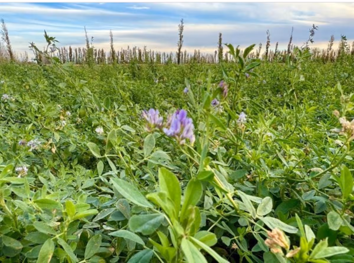 El cultivo que, según un clúster, representa una gran oportunidad de negocio