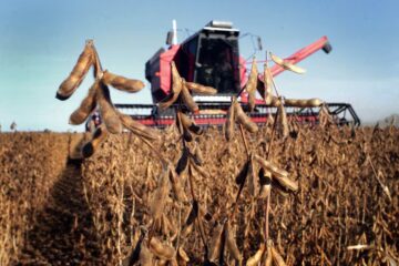 Qué esperar de los precios internacionales de los granos