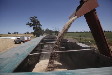 La caída del precio del trigo obliga a optar por una estrategia especial