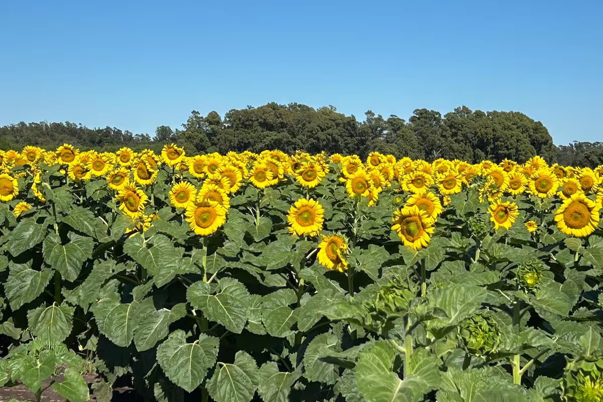 Se requieren nuevas lluvias para garantizar una buena cosecha de granos gruesos
