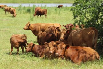 El negocio que se consolidó como la estrella de 2025