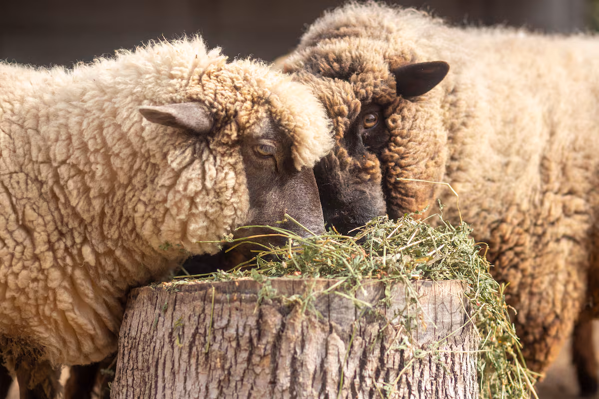 El Gobierno declaró alerta sanitaria por sarna ovina en una provincia