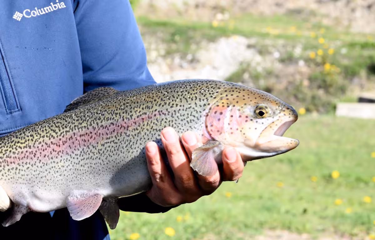 Tierra del Fuego aprobó una nueva ley de acuicultura; proyectan inversiones de hasta US$600 millones