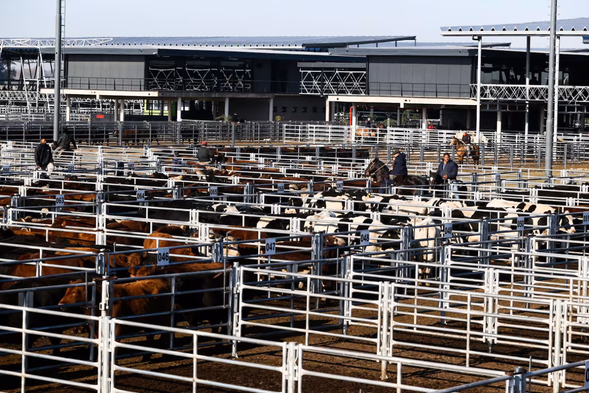 Cierre de semana con leves bajas en el mercado agroganadero de Cañuelas