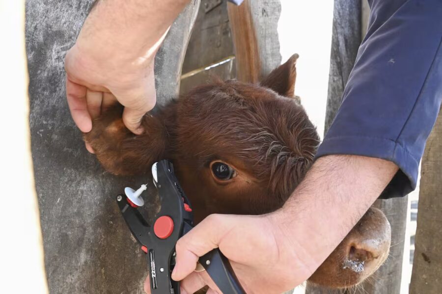 Cuenta regresiva para la nueva cédula de identidad del ganado