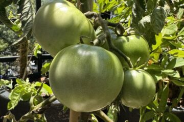 Cristina Kirchner difunde “el tomate peronista” para cuestionar la gestión de Milei