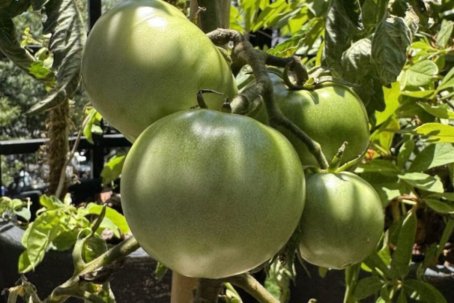 Cristina Kirchner difunde “el tomate peronista” para cuestionar la gestión de Milei