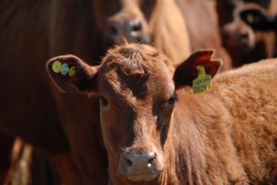 Empieza la trazabilidad bovina obligatoria con fuerte competencia de proveedores y “flexibilidad”