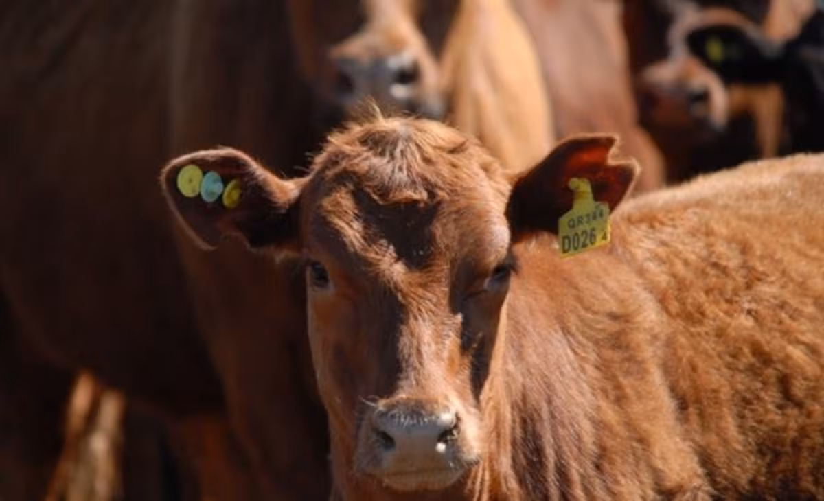 Empieza la trazabilidad bovina obligatoria con fuerte competencia de proveedores y “flexibilidad”
