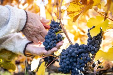 Piden a la Justicia frenar el fin de la partida de nacimiento del vino