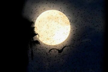 Stornelli, el fiscal de la grieta que polariza la política argentina — anticipo de la tapa de NOTICIAS