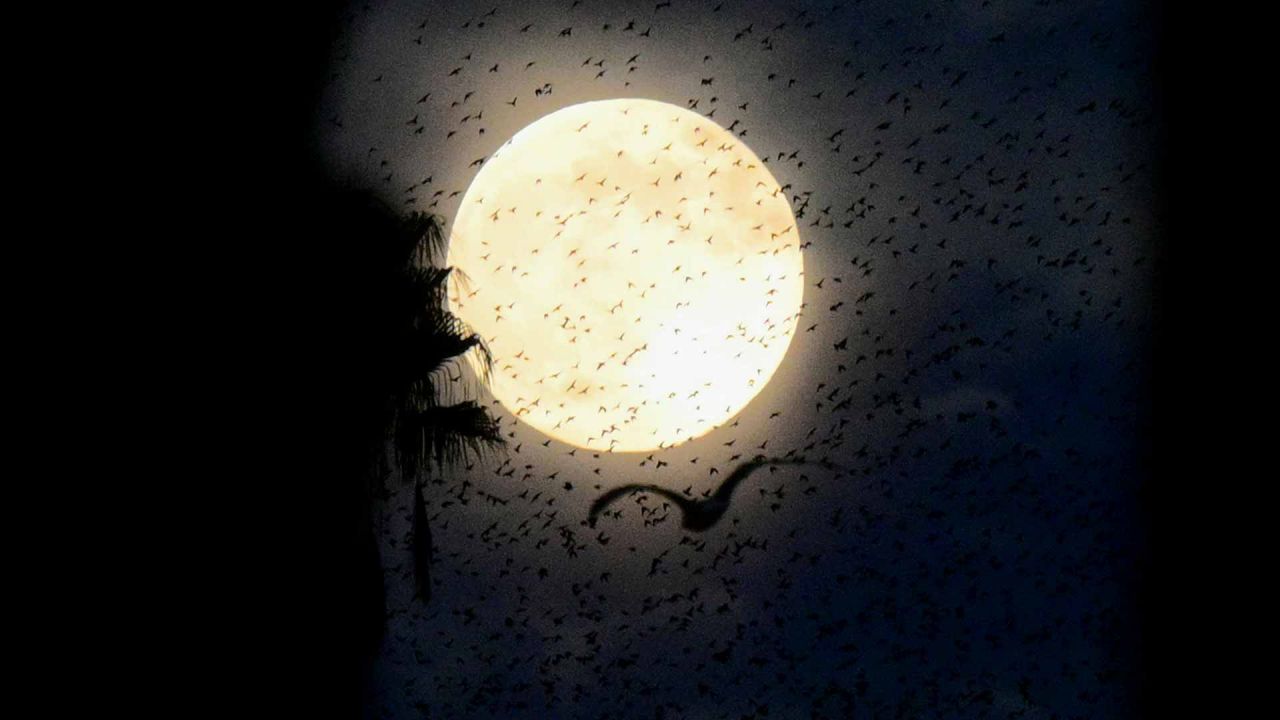 Stornelli, el fiscal de la grieta que polariza la política argentina — anticipo de la tapa de NOTICIAS