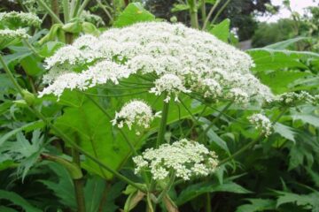 Planta que puede confundirse con una comestible y resulta letal para animales y humanos