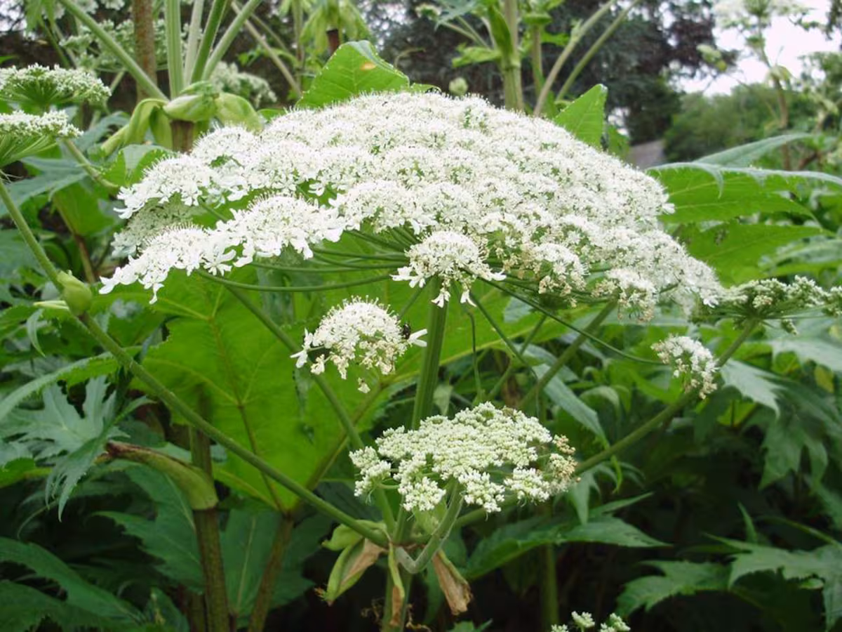 Planta que puede confundirse con una comestible y resulta letal para animales y humanos