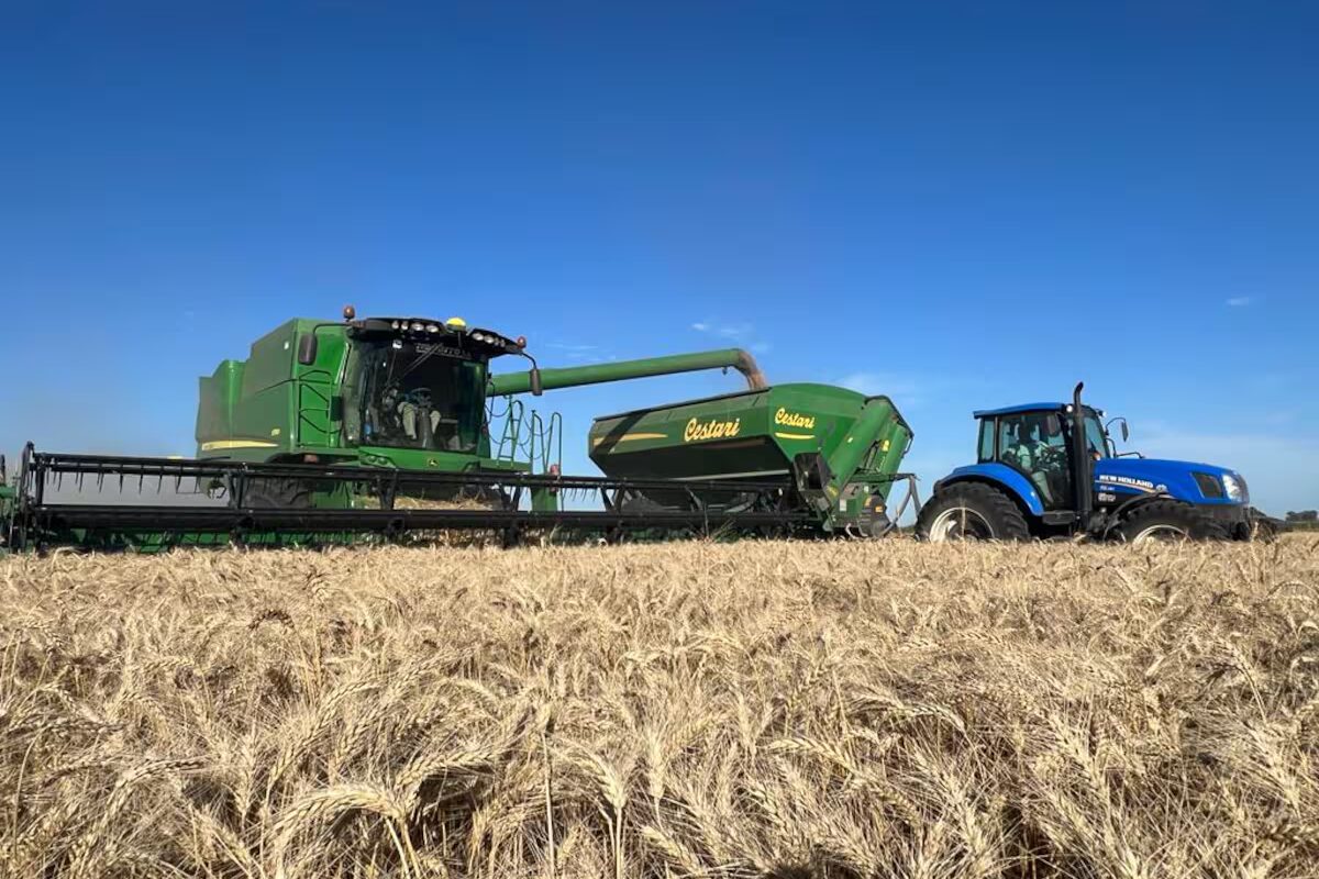 La mejor campaña del trigo de la historia quedará sin la frutilla del postre