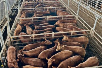 Valor de la hacienda se mantuvo muy firme en subasta especial