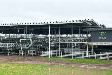 Mercado Agroganadero de Cañuelas recibió 314 vacunos