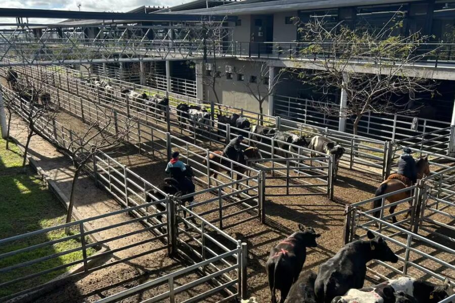 Demanda sostenida mantiene firme la actividad en el Mercado Agroganadero de Cañuelas