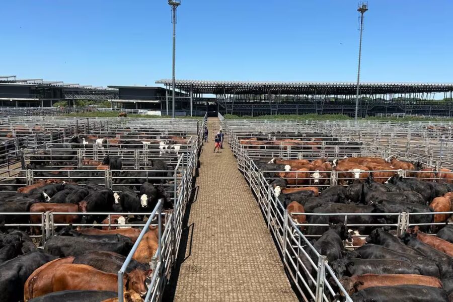 Remates especiales en el Mercado Agroganadero de Cañuelas
