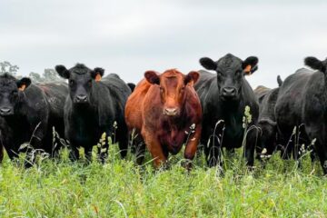 Todo lo que hay que saber si hay presencia elevada de arsénico y flúor en el agua