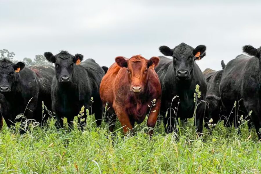 Todo lo que hay que saber si hay presencia elevada de arsénico y flúor en el agua
