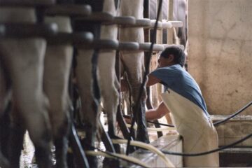 La lechería se recuperó en 2025 pero enfrenta señales de alerta para 2026