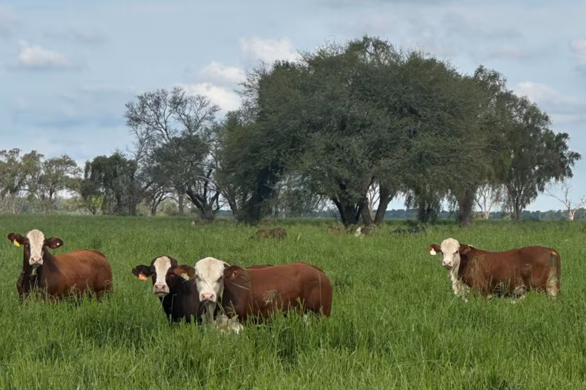 Santiago del Estero registró la mayor exportación agrícola de los últimos diez años