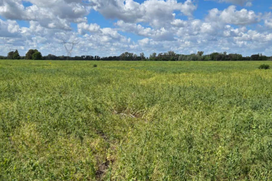 Las dos variables que llevaron a la debacle a una joya de la exportación