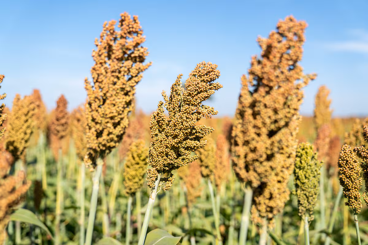 Cultivo argentino con nuevo uso compite con Estados Unidos en China