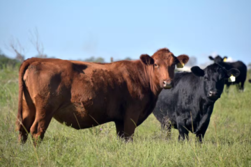 Renovaron una plataforma que aporta transparencia a la faena de hacienda